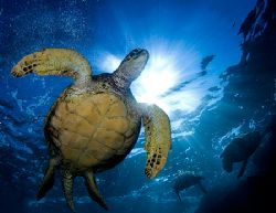 Turtle and the Sun - shot with 10.5mm on Maui's South shore by Mike Roberts 